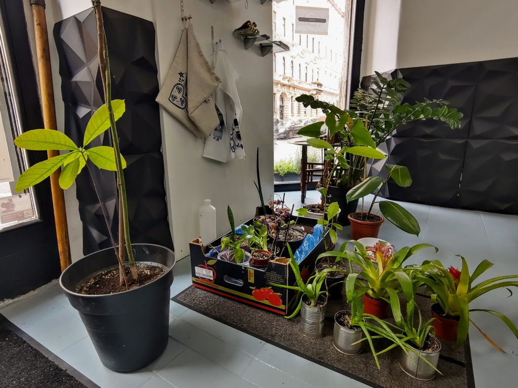 Plantele din colțul zen, de la Mishto Cafe
