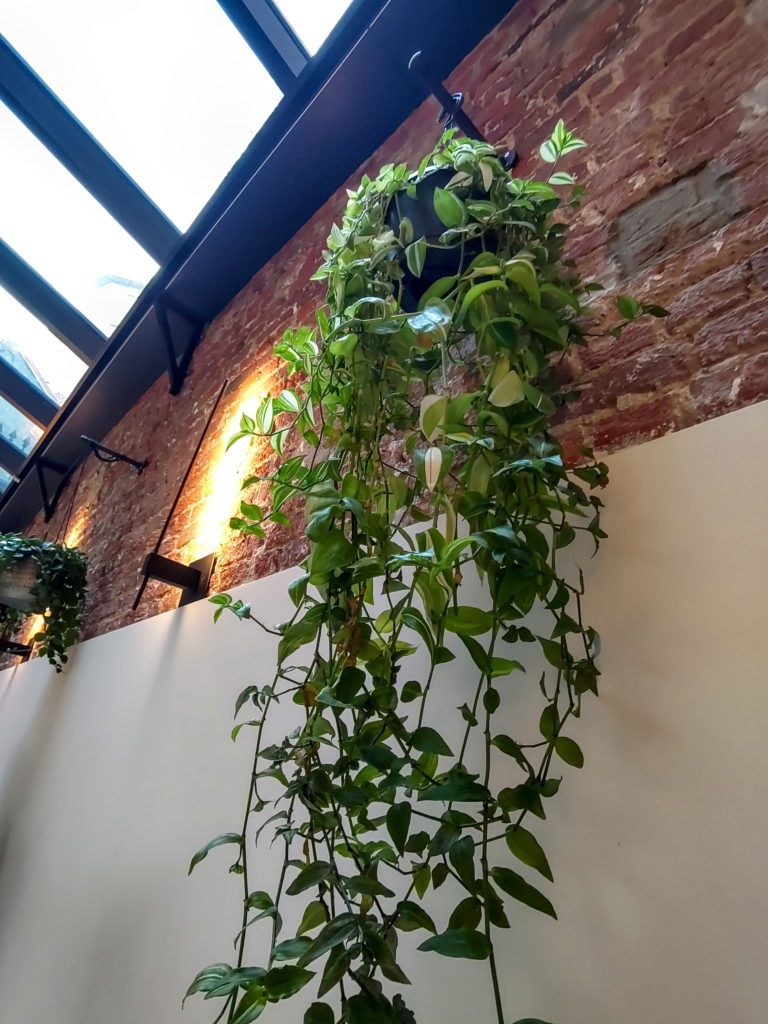 Plante naturale, la Verdo, în Bruxelles